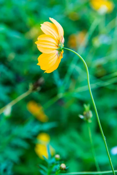 Yellow Cosmos Flower Natural Background Thailand — Stock Photo, Image