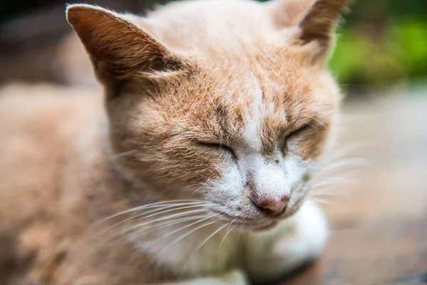 泰国猫的头像 — 图库照片