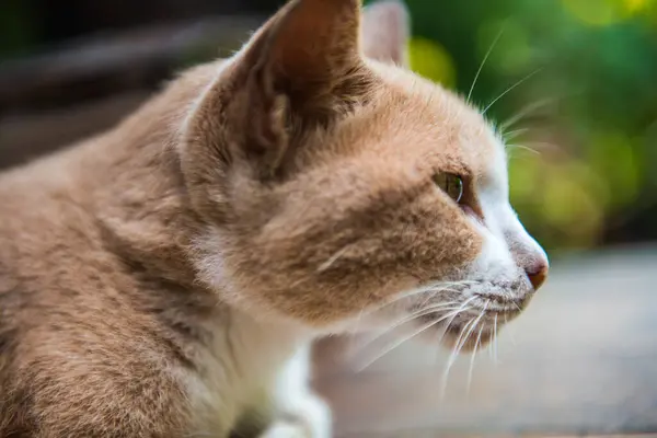 Тайская Кошка Таиланд — стоковое фото