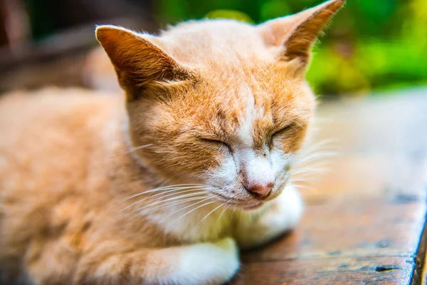 泰国猫的近身生活 — 图库照片