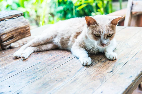 Тайская Кошка Столе Таиланд — стоковое фото