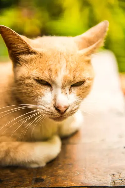 Тайская Кошка Таиланд — стоковое фото