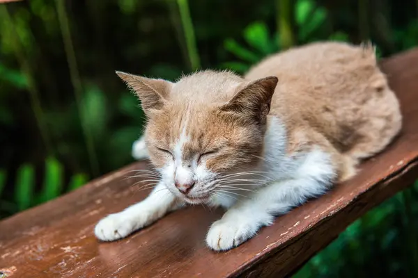 Retrato Gato Tailandês Tailândia — Fotografia de Stock