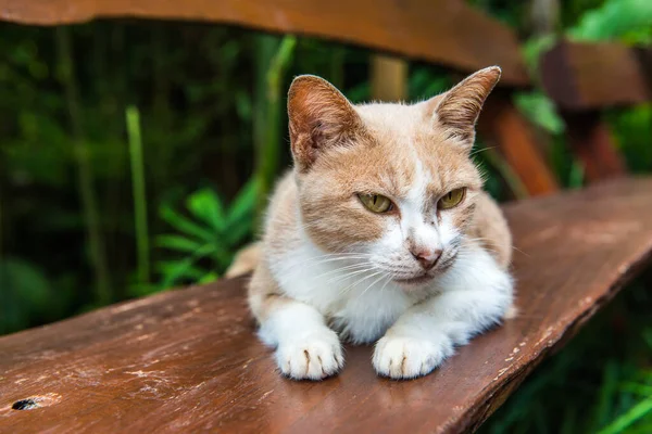 Gato Tailandês Mesa Tailândia — Fotografia de Stock