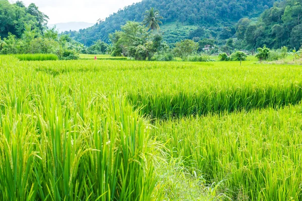 泰国清迈市稻田 — 图库照片