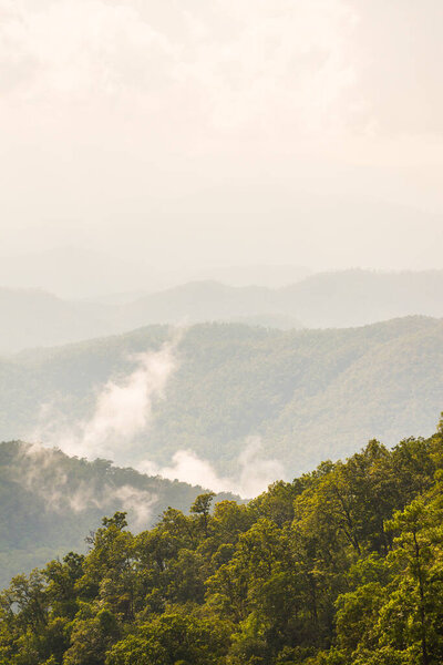 Тропические тропические леса с туманом в Таиланде.