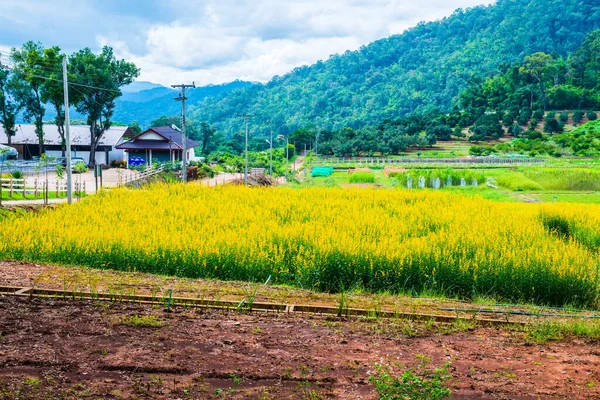 Sunn Hemp Field Royal Agricultural Station Pangda Thailand — Stock Photo, Image