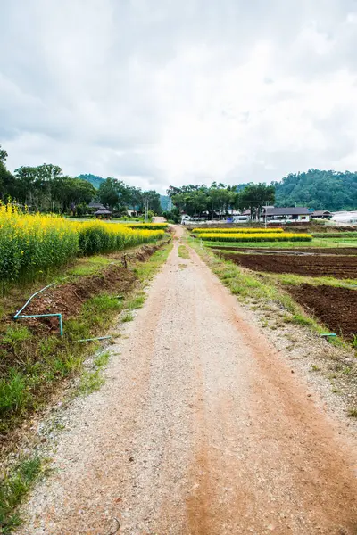 stock image Small Road with Sunn Hemp Field in Royal Agricultural Station Pangda, Thailand.