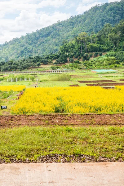 stock image Sunn Hemp Field in Thai, Thailand.