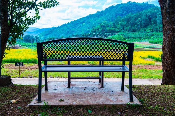 stock image Bench with Sunn Hemp Field in Thai, Thailand.