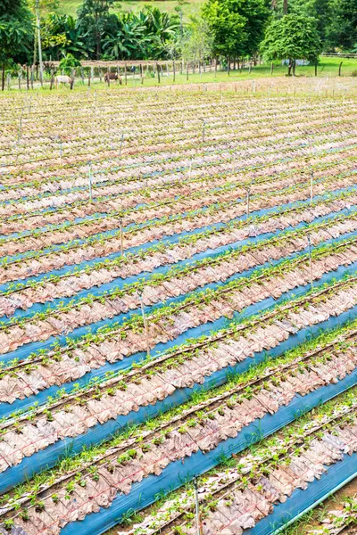 Erdbeerfarm Chiangmai Thailand — Stockfoto