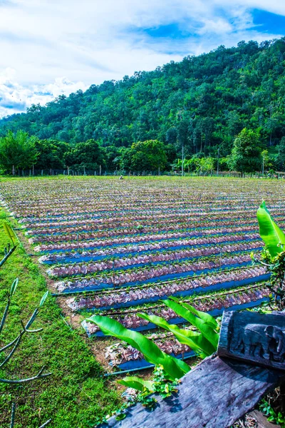 Jordgubbsgård Chiangmai Thailand — Stockfoto