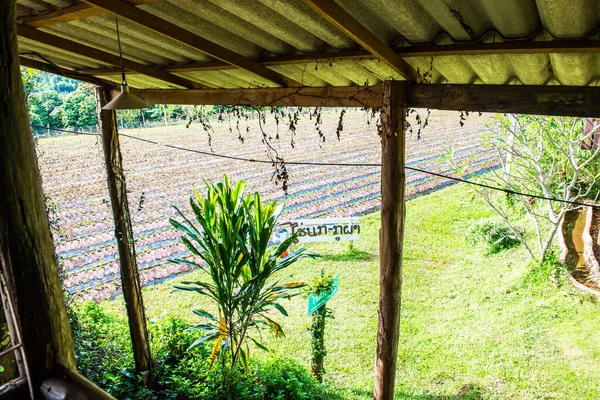 stock image Strawberry farm in Chiangmai city, Thailand.