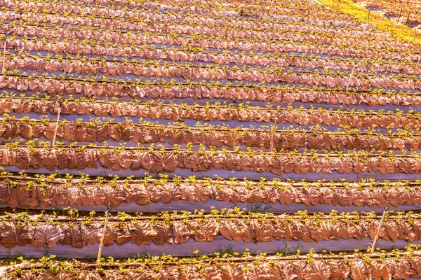 Granja Fresas Ciudad Chiangmai Tailandia — Foto de Stock