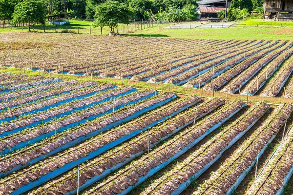 Jordgubbsgård Chiangmai Thailand — Stockfoto