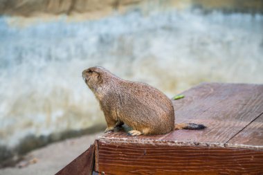 Çayır Köpeğinin Portresi, Tayland.