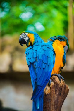 Tayland 'da ağaçta makav kuşu.