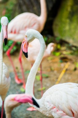 Büyük Flamingo kuşu, Tayland.