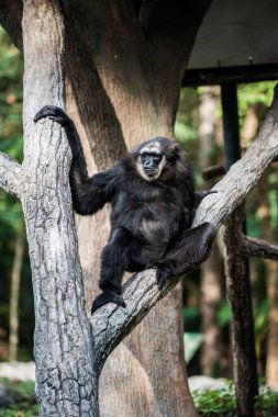 Tayland, Tayland 'da Çevik Gibbon veya Kara El Gibbon.