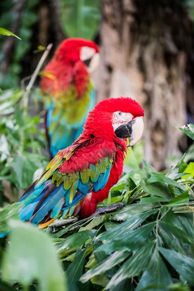 Macaw Bird Tree Tailândia — Fotografia de Stock