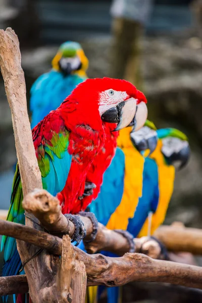 Macaw Madár Fán Thaiföld — Stock Fotó