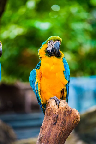 Ptak Macaw Drzewie Tajlandia — Zdjęcie stockowe