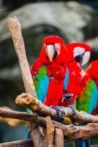 Ptak Macaw Drzewie Tajlandia — Zdjęcie stockowe