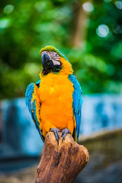 Pájaro Guacamayo Árbol Tailandia — Foto de Stock