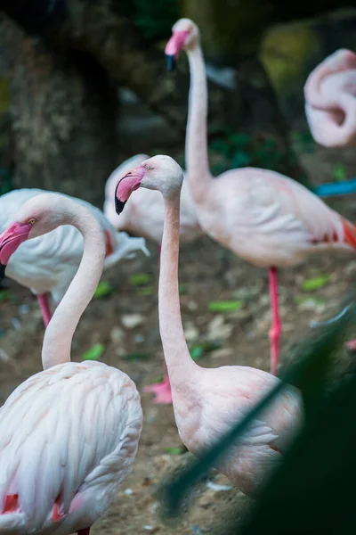Großer Flamingo Vogel Thailand — Stockfoto