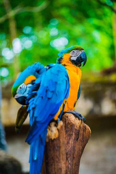 Macaw Madár Fán Thaiföld — Stock Fotó