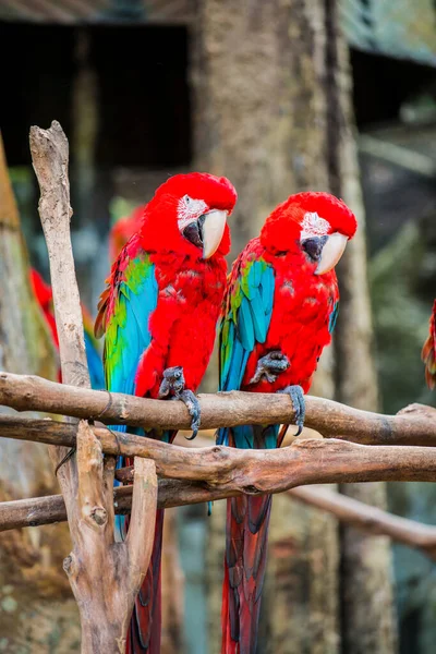 Macaw Pták Stromě Thajsko — Stock fotografie
