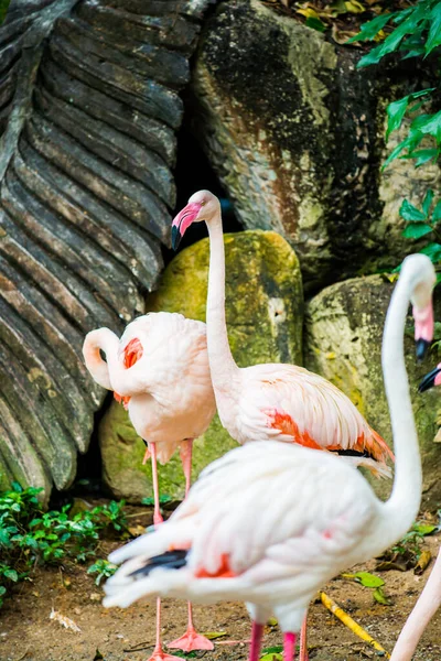 泰国大火烈鸟 — 图库照片