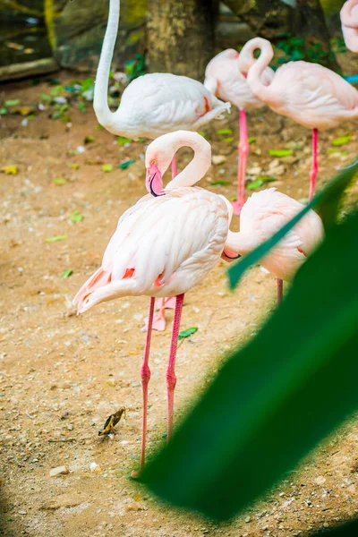 Большая Фламинго Таиланд — стоковое фото