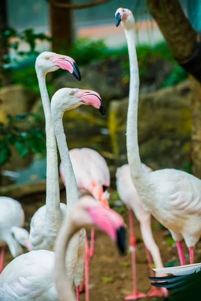 Greater Flamingo Bird Tailândia — Fotografia de Stock
