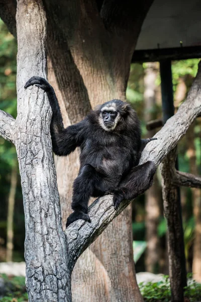Agile Gibbon Dark Handed Gibbon Thai Thailand — стокове фото