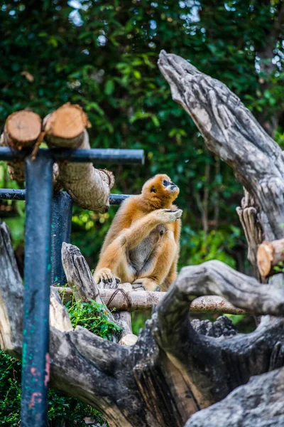 Fehér Pofájú Gibbon Thaiföldön — Stock Fotó