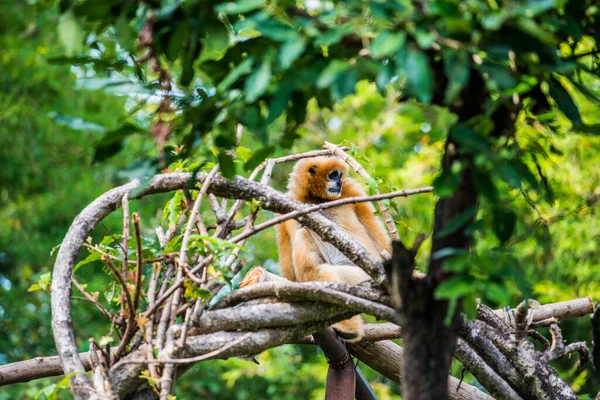 Fehér Pofájú Gibbon Thaiföldön — Stock Fotó