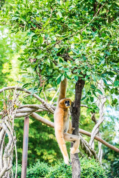 Gibbon Faces Brancas Tailandês Tailândia — Fotografia de Stock