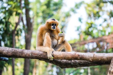 Tayland 'da Beyaz Yanaklı Gibbon.