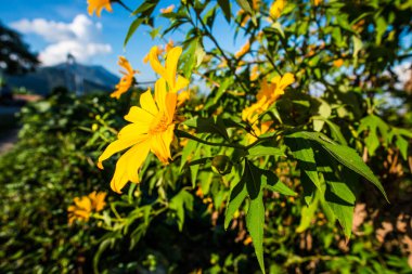 Doğada Meksika ayçiçeği, Tayland.