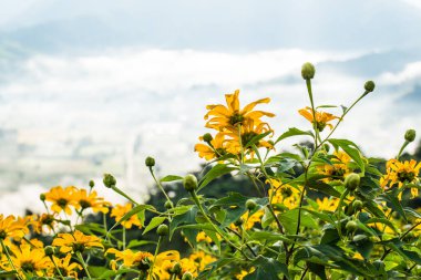Doğada Meksika ayçiçeği, Tayland.