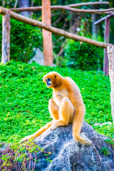 Λευκό Cheeked Gibbon Στην Ταϊλάνδη Ταϊλάνδη — Φωτογραφία Αρχείου