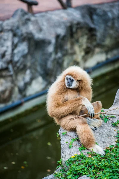 White Handed Gibbon Thai Thailand — стокове фото