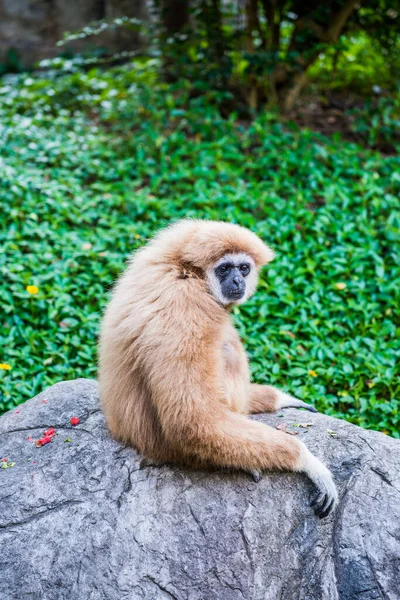 Fehér Kezű Gibbon Thaiföldön — Stock Fotó