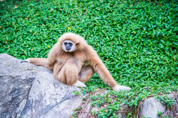 Fehér Kezű Gibbon Thaiföldön — Stock Fotó