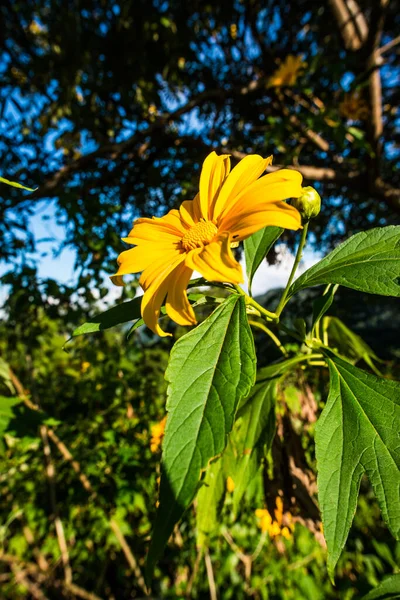 Doğada Meksika Ayçiçeği Tayland — Stok fotoğraf