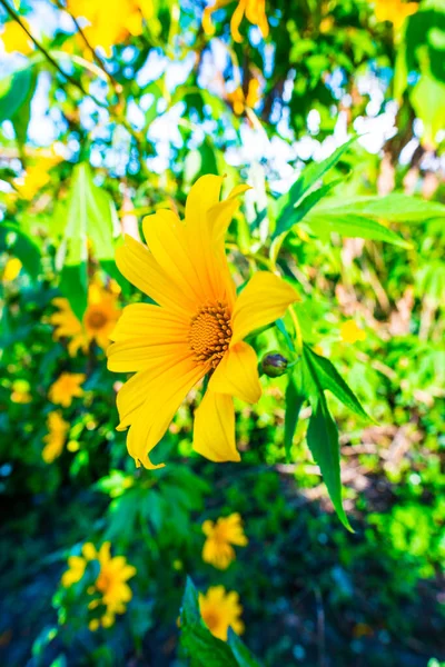 Mexikanische Sonnenblume Der Natur Thailand — Stockfoto