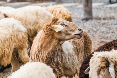 Tayland 'da koyun sürüsü.