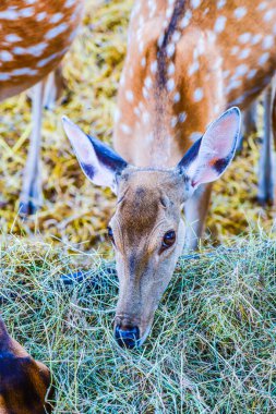 Benekli geyiğin yüzü, Tayland.