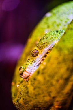 Green tree python on tree, Thailand.